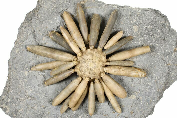 Jurassic Club Urchin (Asterocidaris) - Boulemane, Morocco #366905